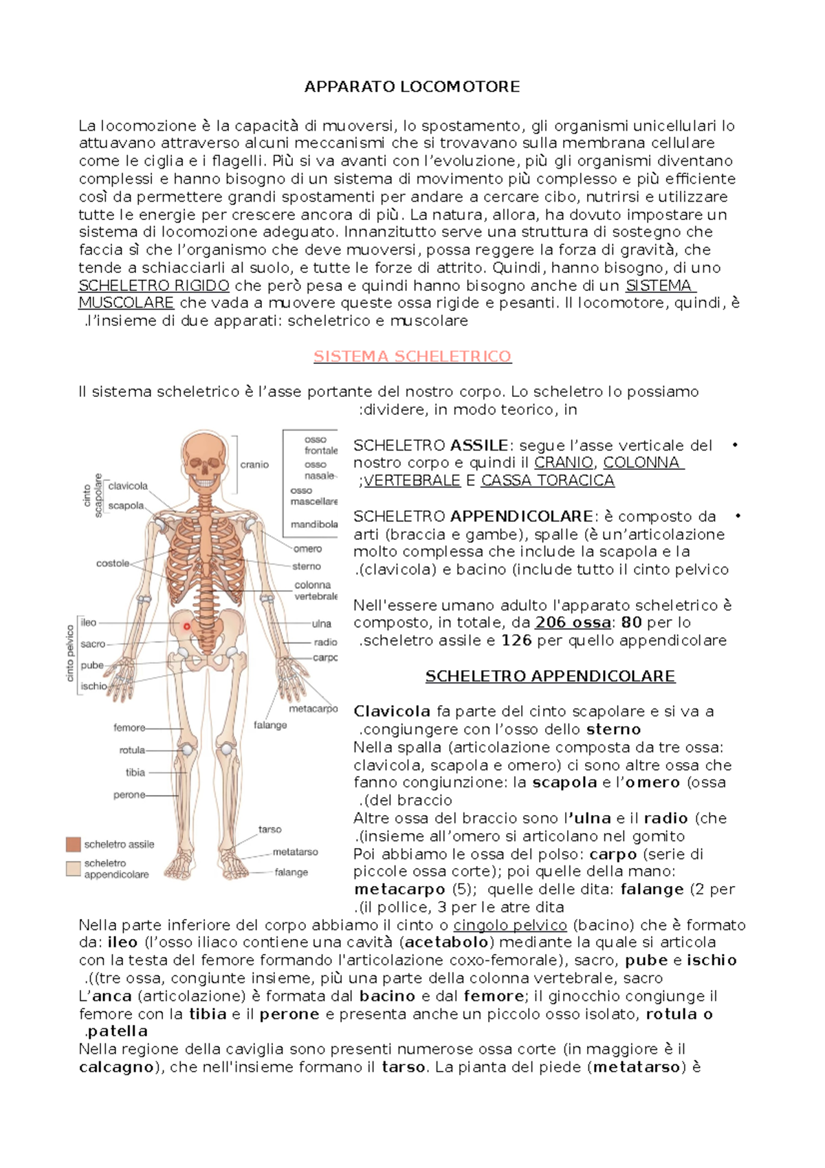 Apparato Locomotore - Appunti Presi A Lezione - APPARATO LOCOMOTORE La ...