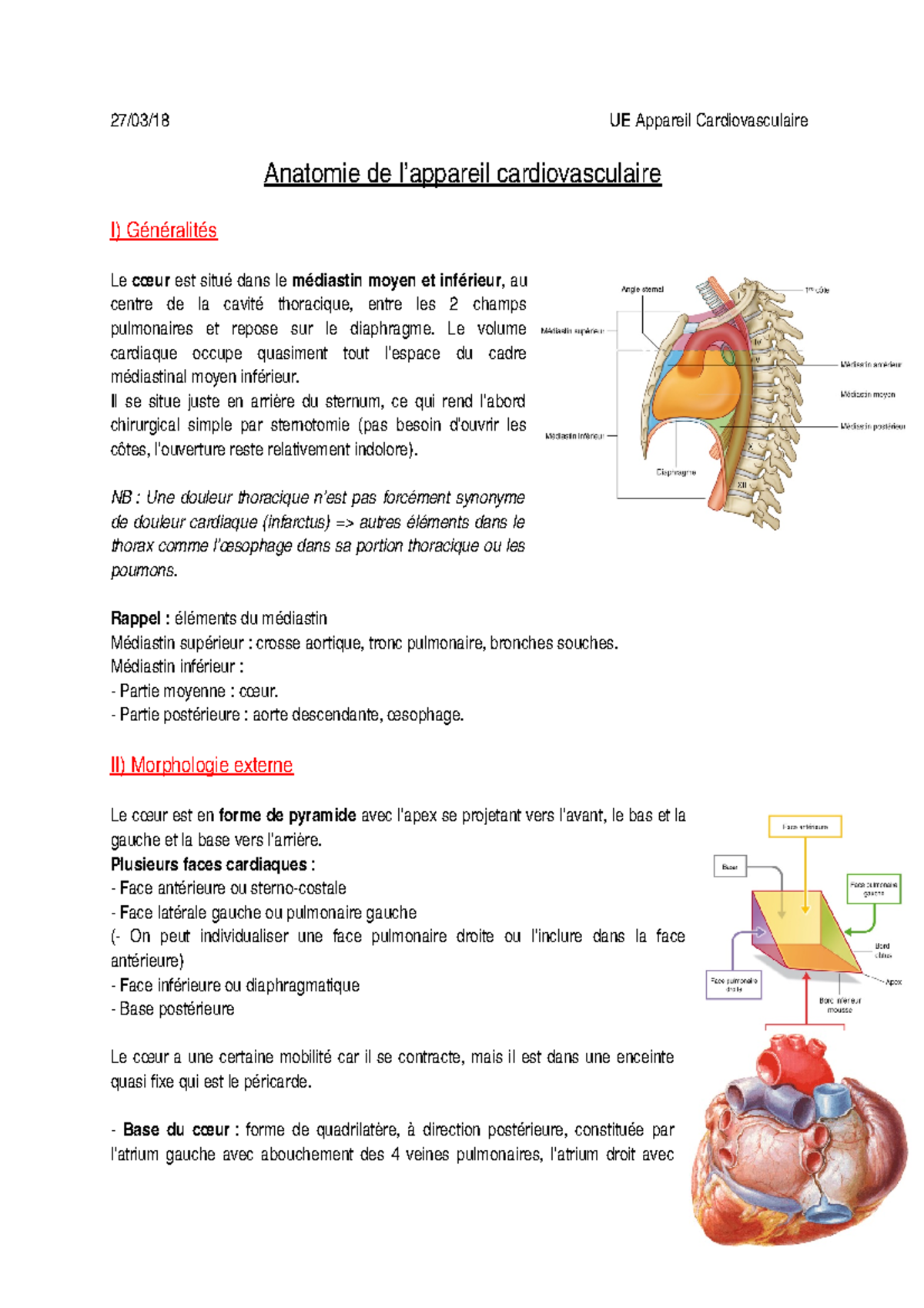 Anatomie De L Appareil Cardiovasculaire Studocu