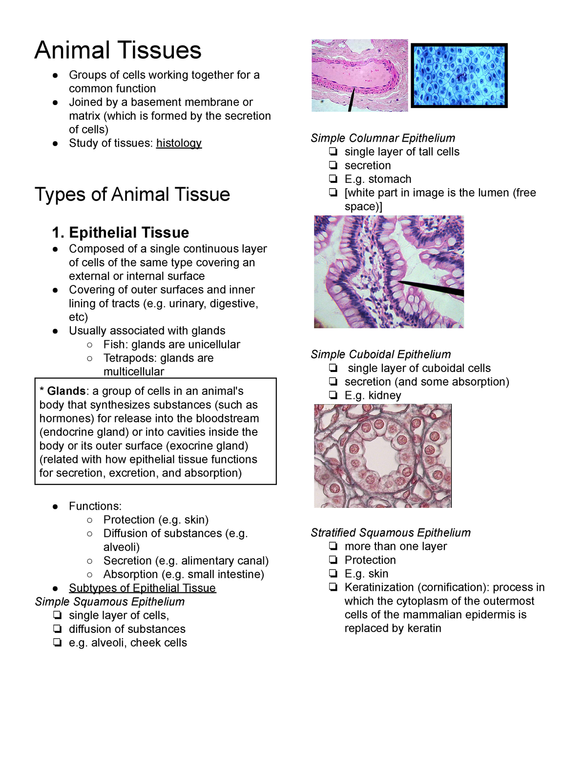 Biology Notes - Animal Tissues - Types, Forms, and Function (Epithelial,  Connective, Muscular, and - Studocu
