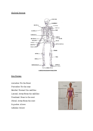 BTEC flash cards - Responses of the skeletal system to a single sport ...