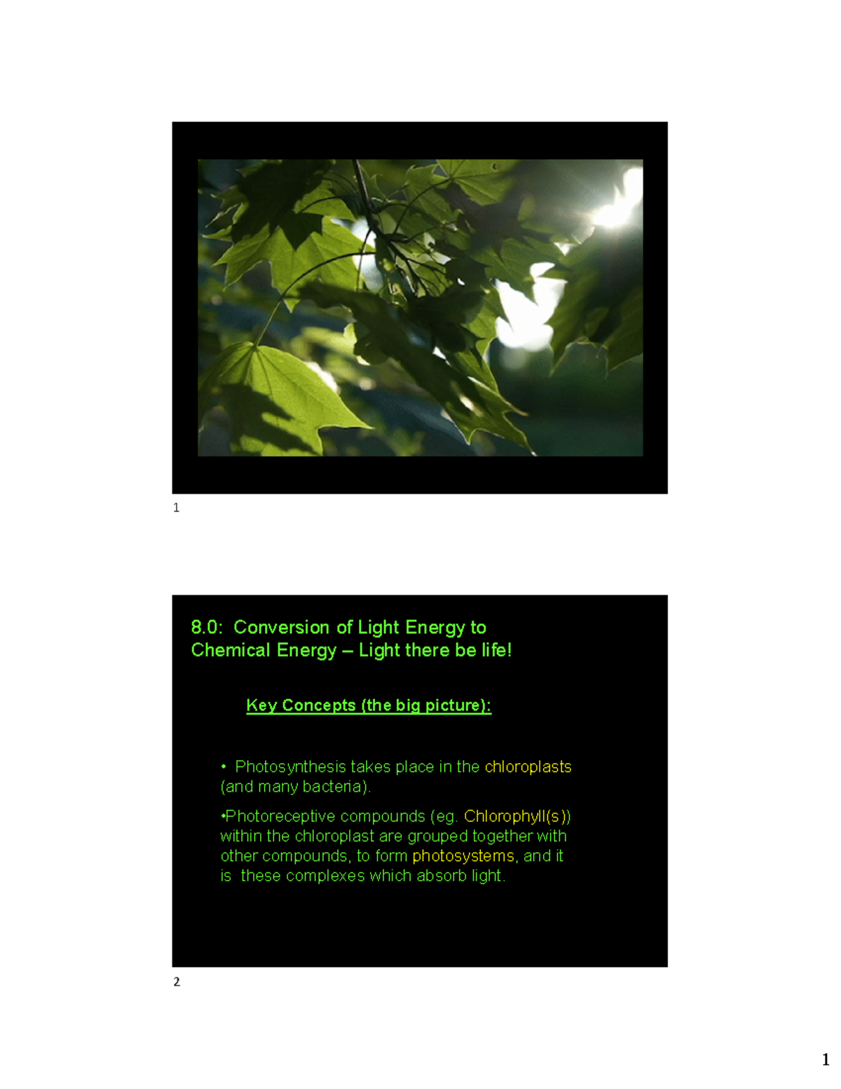 Bioenergetics+Lecture+8+%26+9+2024+pre lecture+version colour ...