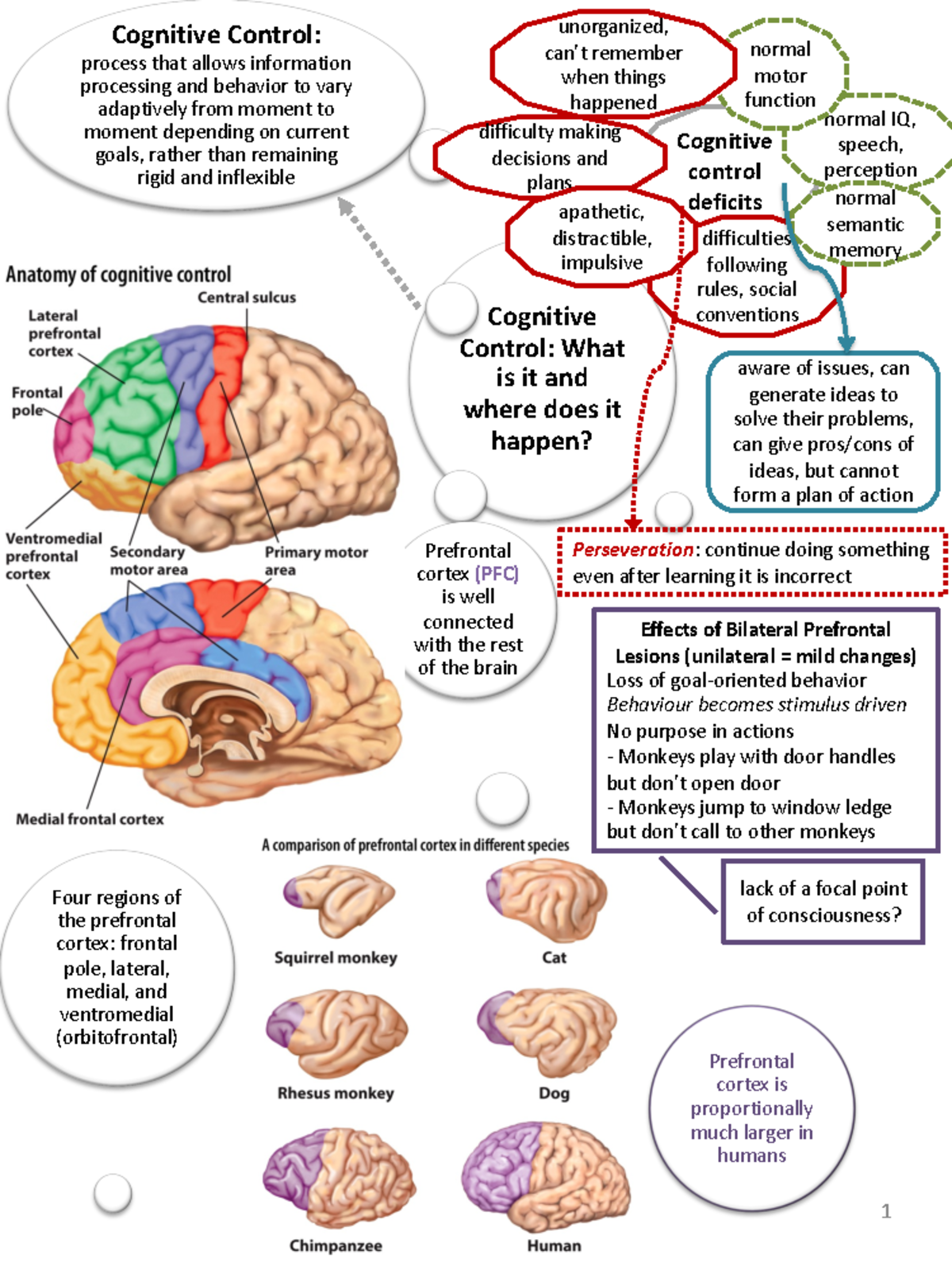 Chapter 12 - cognitive neuroscience - Cognitive Control: What is it and ...