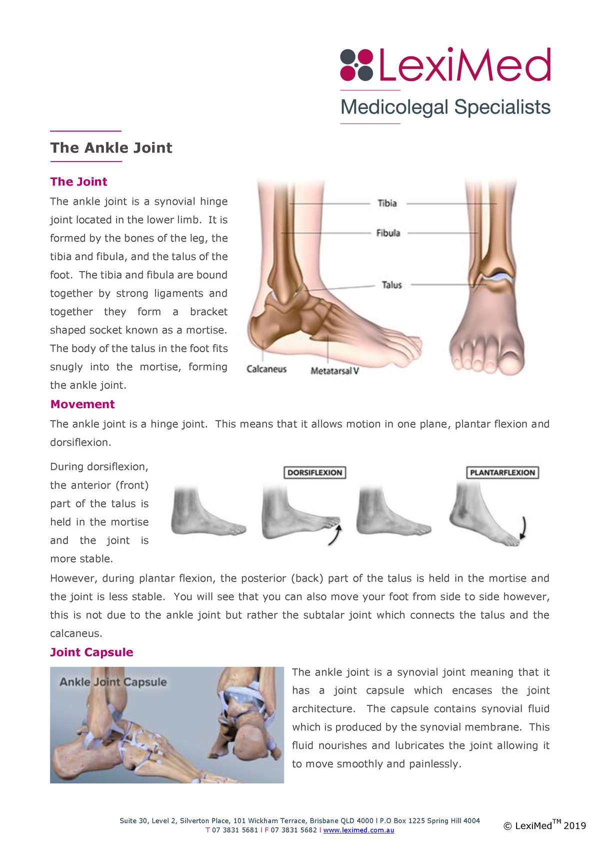 The Ankle Joint - LexiMed