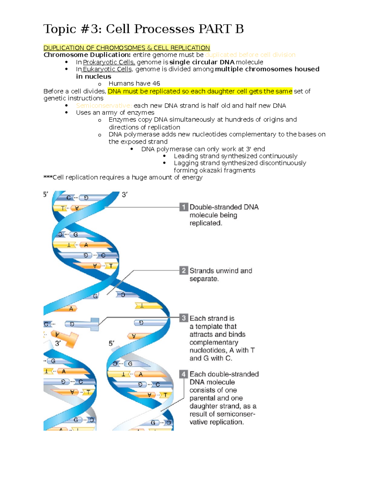 Topic #3- Cell Processes PART B - DUPLICATION OF CHROMOSOMES & CELL ...