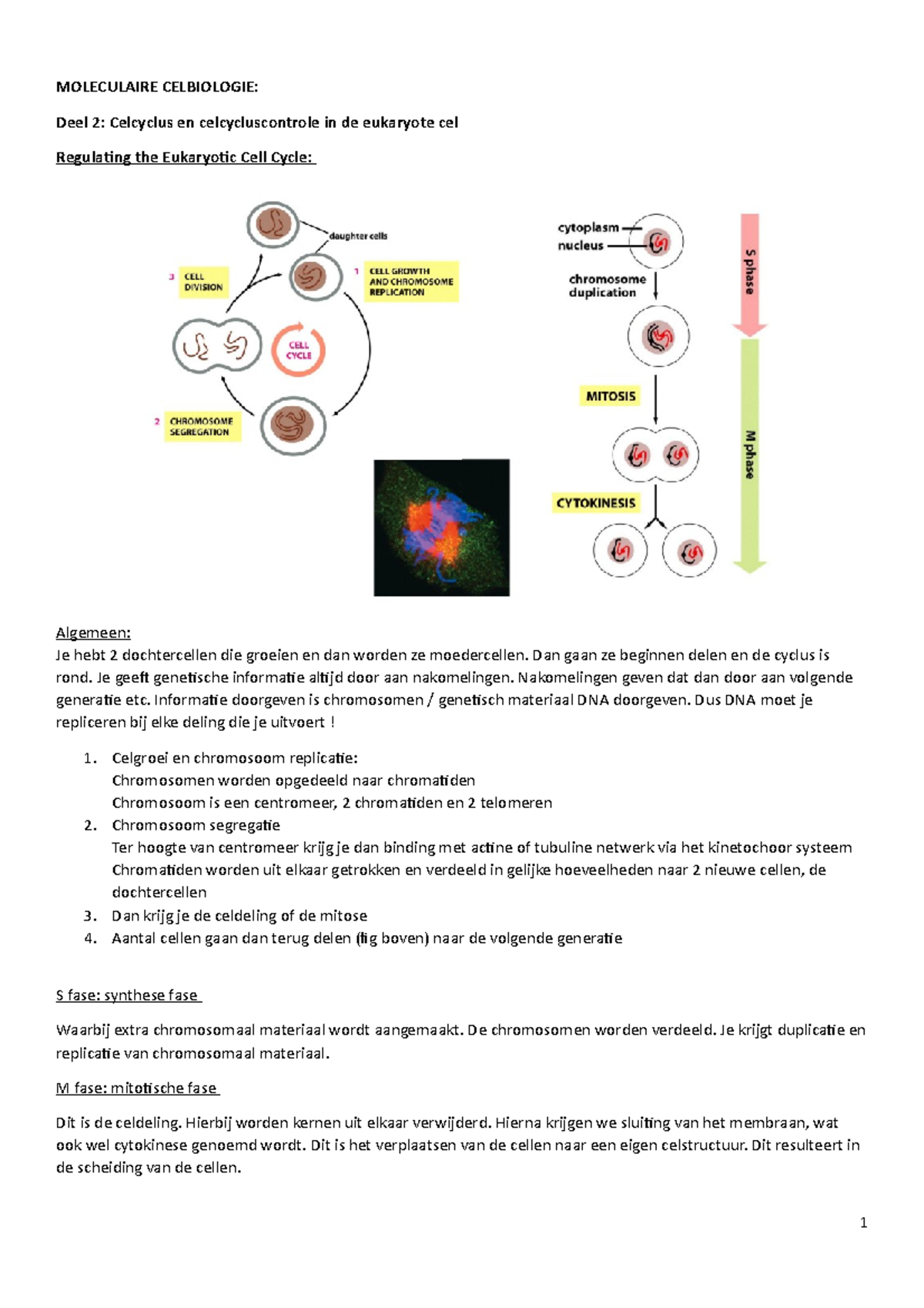 Celcyclus En Controle Van De Celcyclus Moleculaire Celbiologie Deel