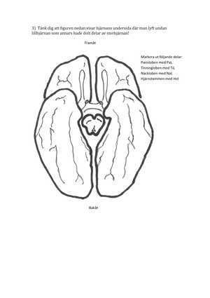 Biologisk Psykologi - Anteckningar - Biologisk Psykologi Funktionell ...