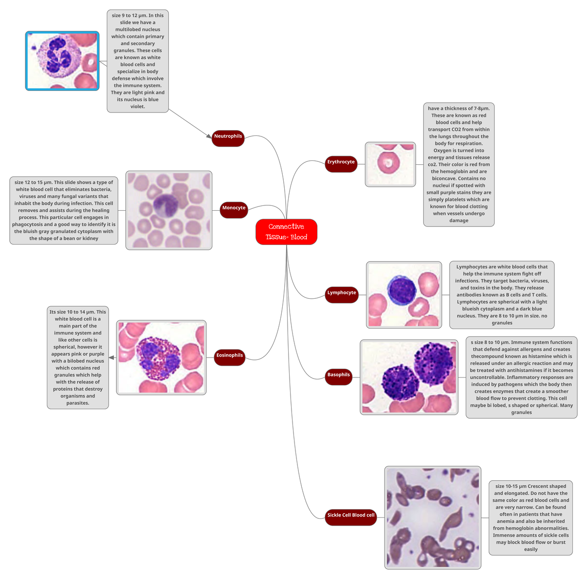 Connective tissue blood lab 2 - Connective Tissue- Blood Neutrophils ...