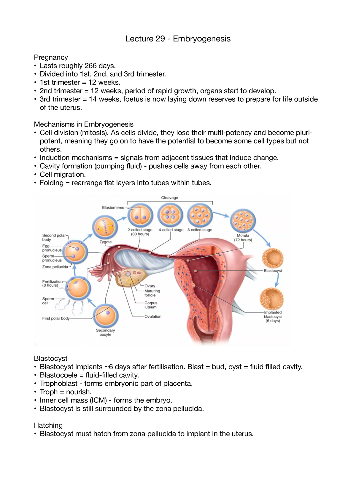 Lecture 29 - Embryogenesis - Lecture 29 - Embryogenesis Pregnancy Lasts ...