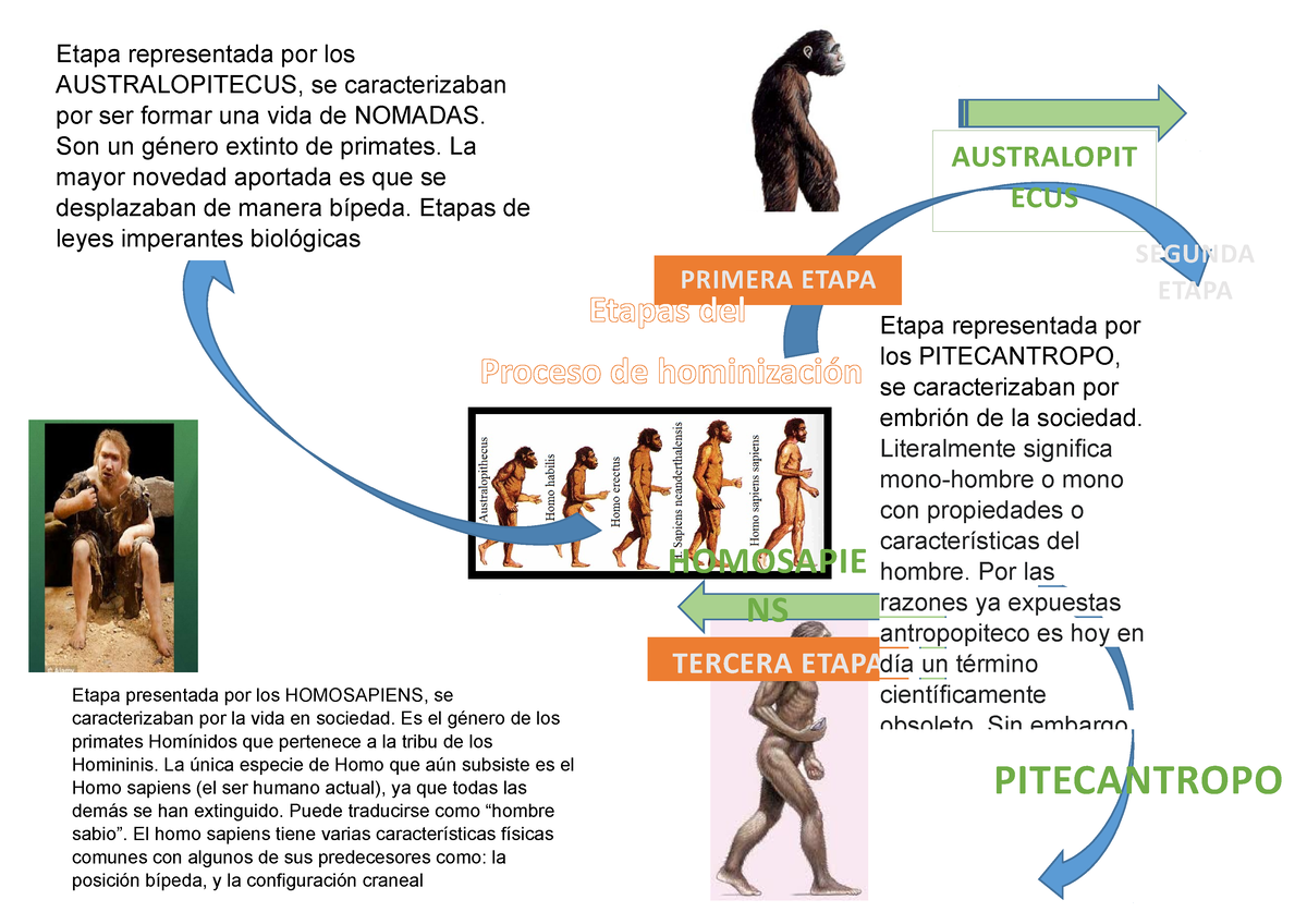 Mapa Mental Historia De La Evolución Humana Australopit Ecus Homosapie Ns Tercera Etapa