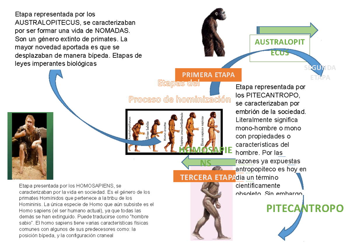 Mapa Mental Historia De La Evolución Humana Australopit Ecus Homosapie Ns Tercera Etapa