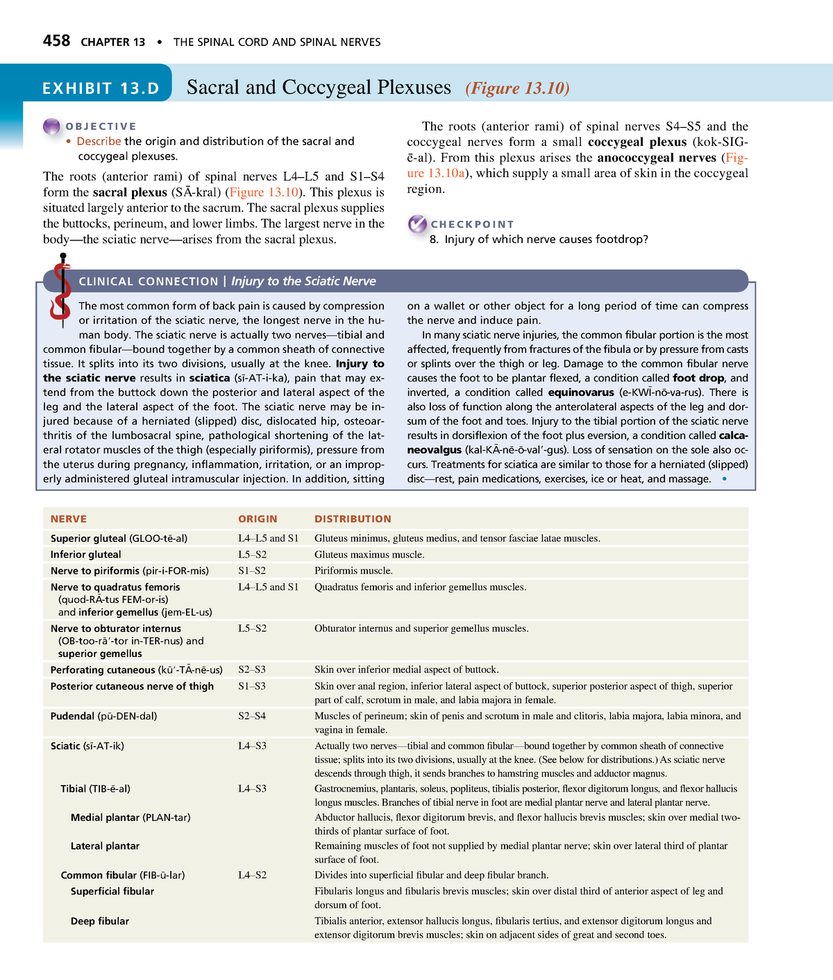 Anatomyand Physiology-164 - 458 CHAPTER 13 • THE SPINAL CORD AND SPINAL ...