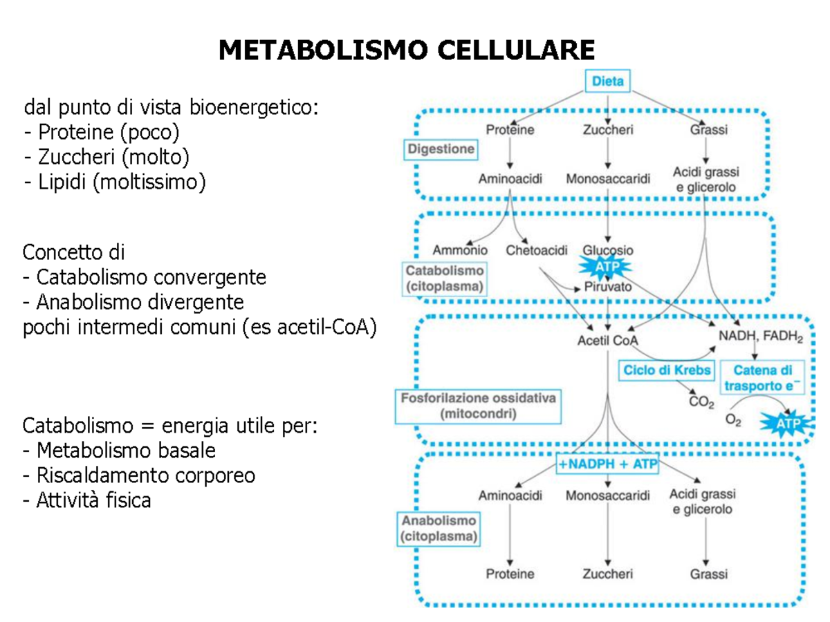 Appunti Biochimica Metabolismo Cellulare A A 2015 2016