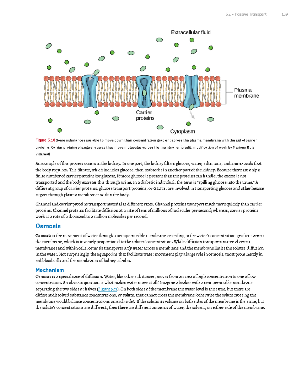 Chapter 5 Structure and Function of Plasma Membranes Part 5 - Figure 5 ...