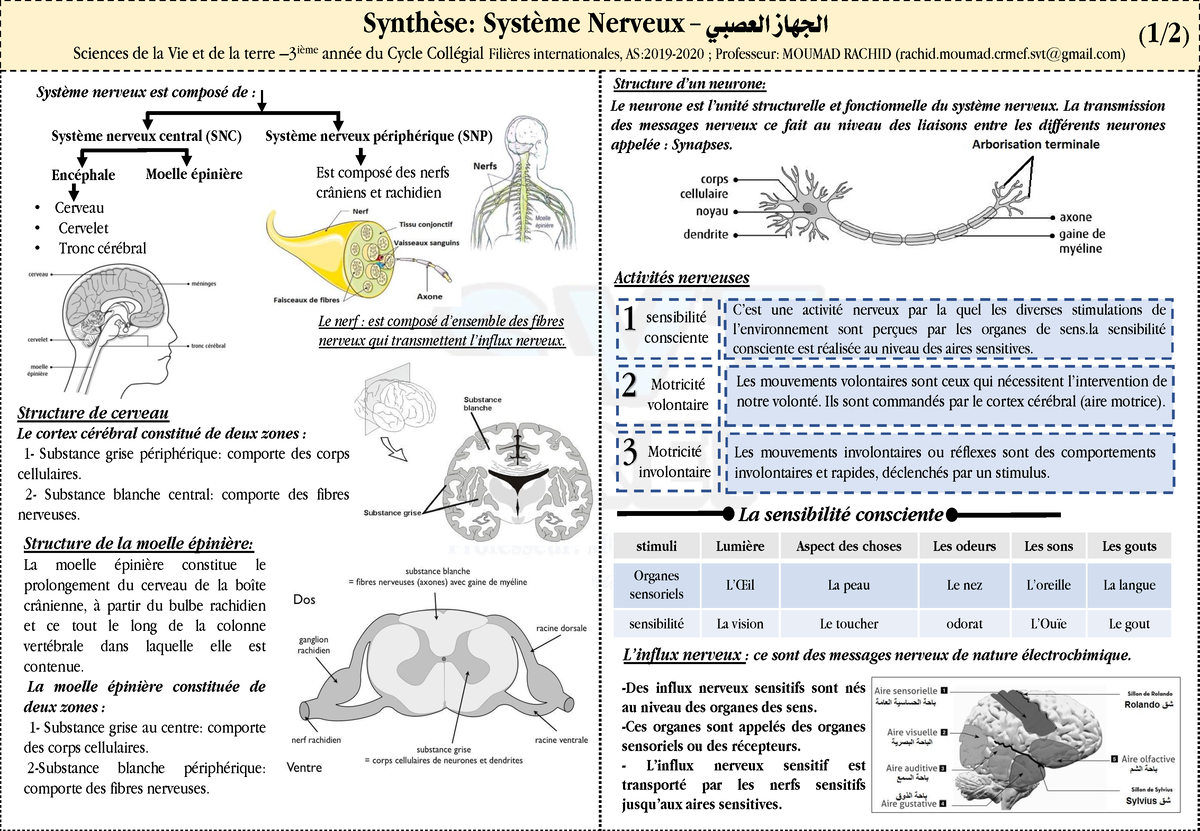 Le Systeme Nerveux Resume De Cours - Synthèse: Système Nerveux - الجهاز ...