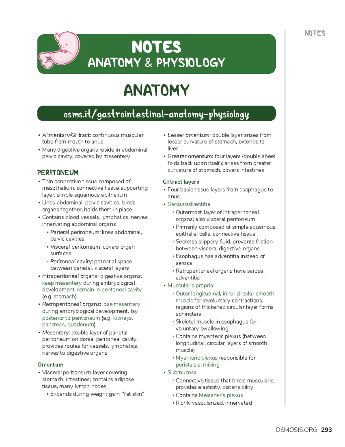 Anatomy and physiology - NOTES Alimentary/GI tract: continuous muscular ...