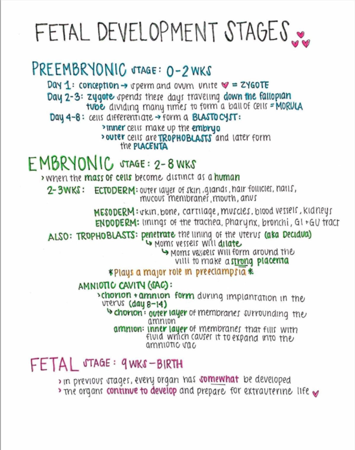 Fetal Development Stages - NURS 226 - Studocu