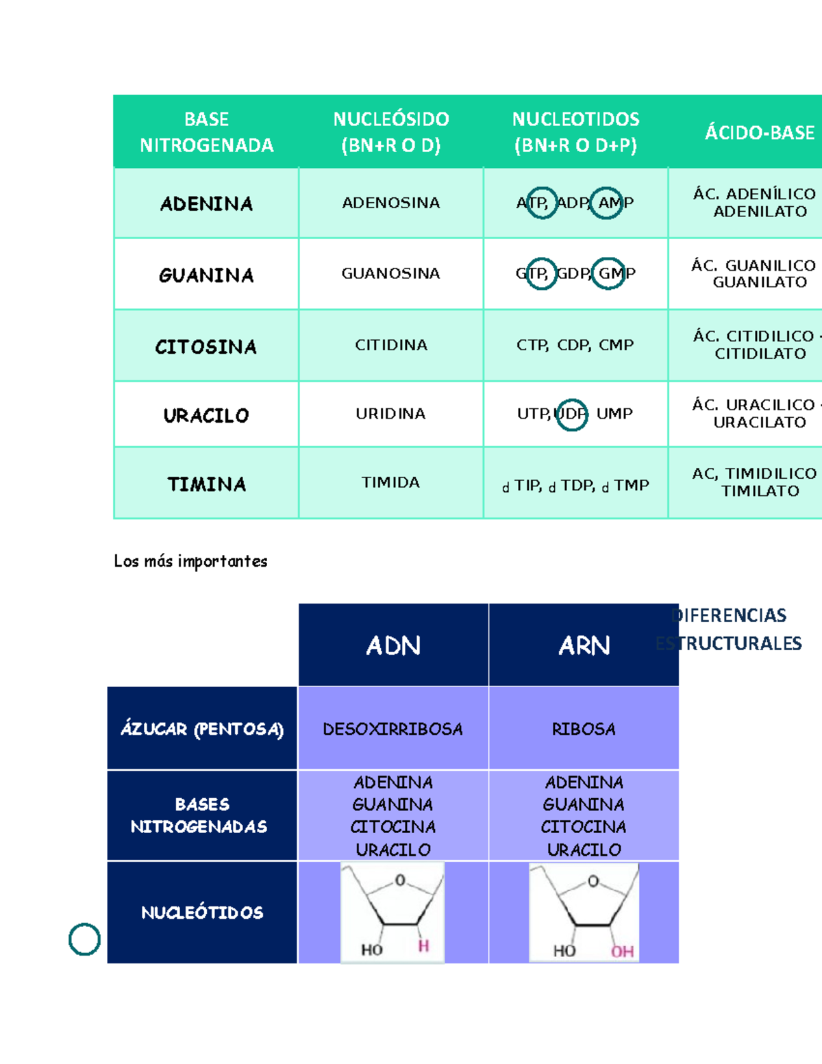 Apuntes Bioquimica - Bases nitrogenadas - BASE NITROGENADA NUCLEÓSIDO ...