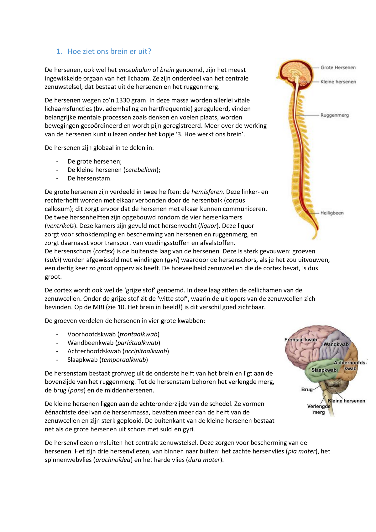 Werking Van Het Brein - 1. Hoe Ziet Ons Brein Er Uit? De Hersenen, Ook ...