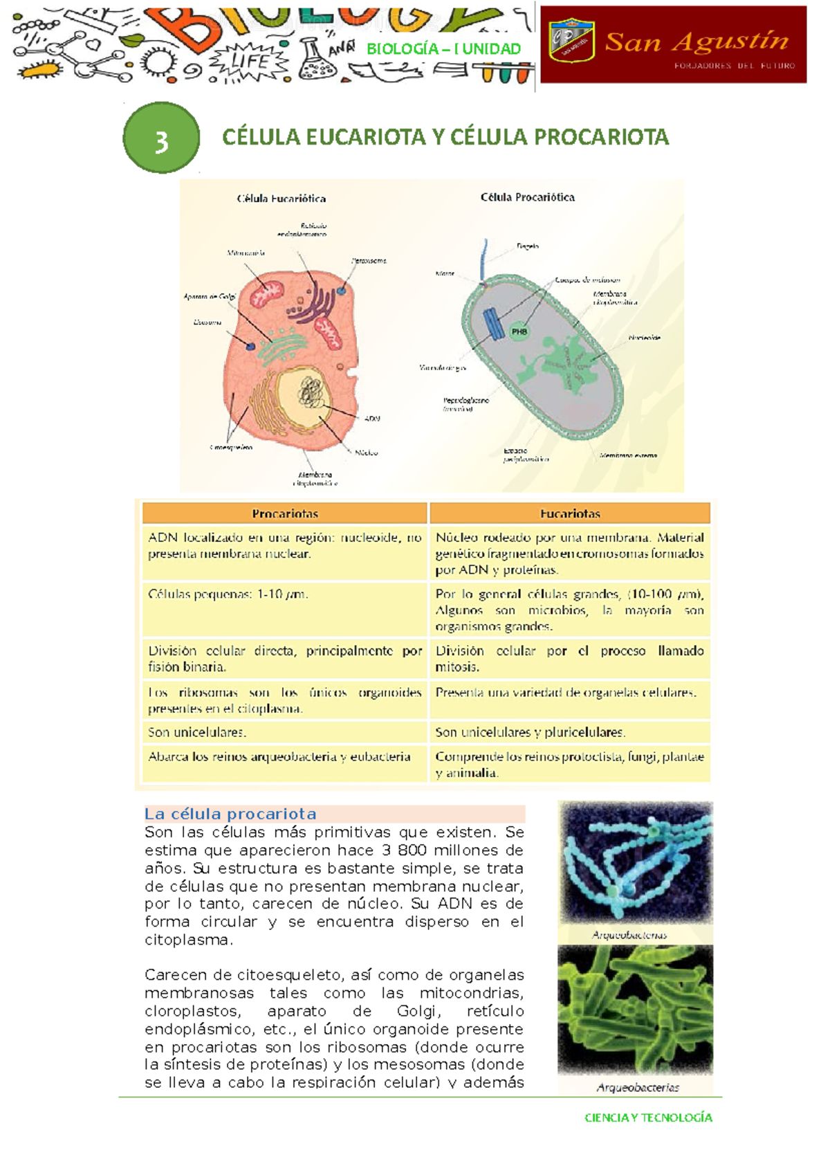 TEMA 3. Celula Eucariota Y Procariota - 3 CÉLULA EUCARIOTA Y CÉLULA ...
