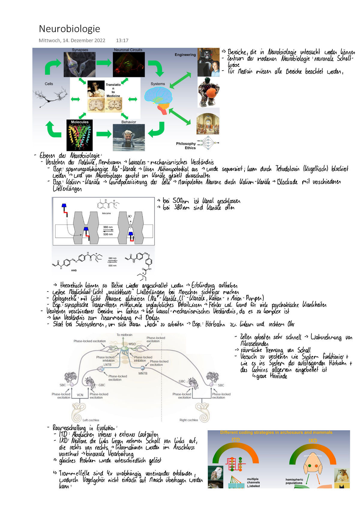 10. Neurobiologie - Vorlesung - Allgemeine Biologie - Neurobiologie ...