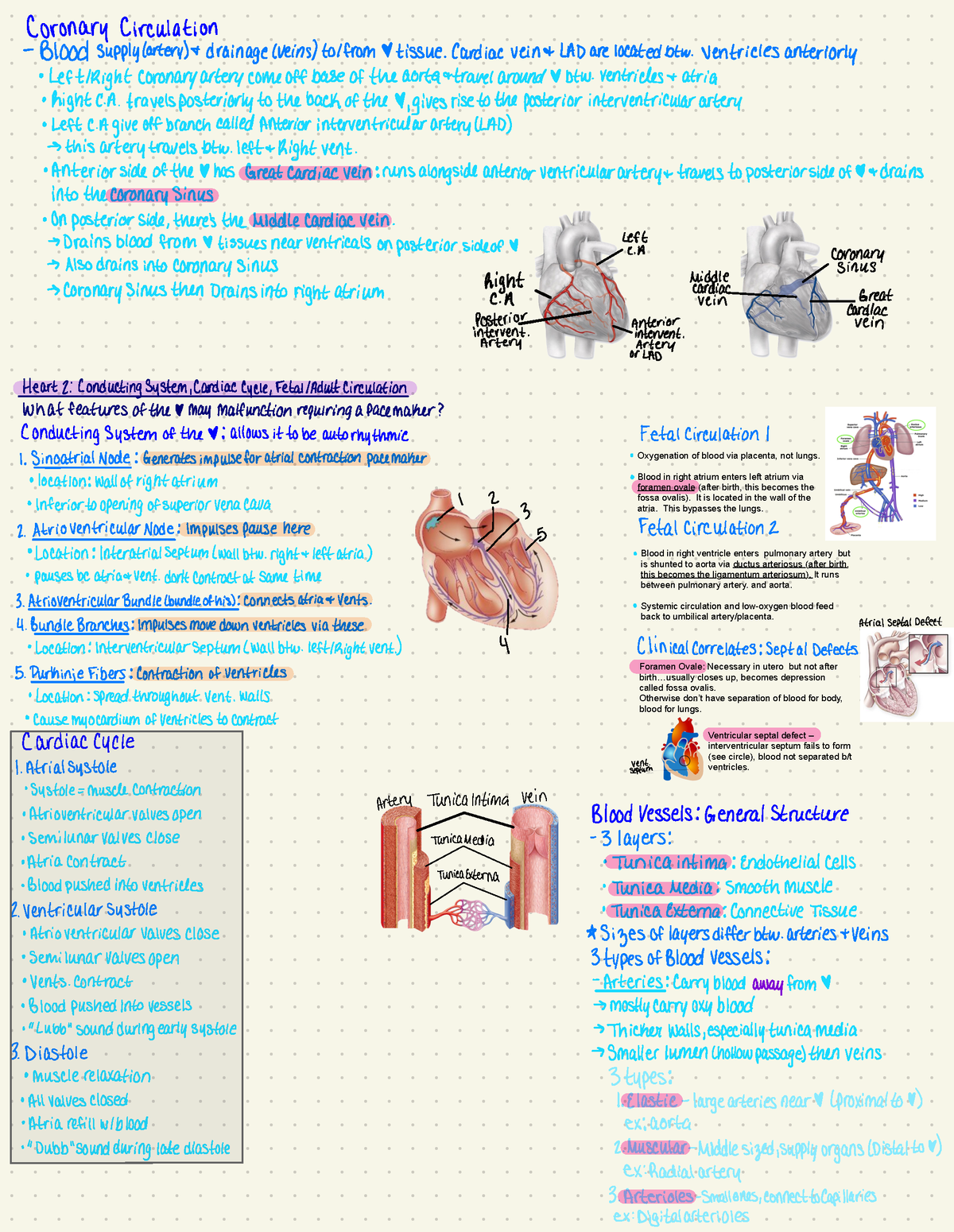 Mini Lectures 2 - Lecture notes over medical imaging, the different ...