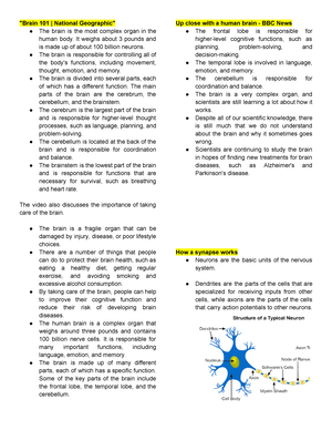 Brain 101  National Geographic 