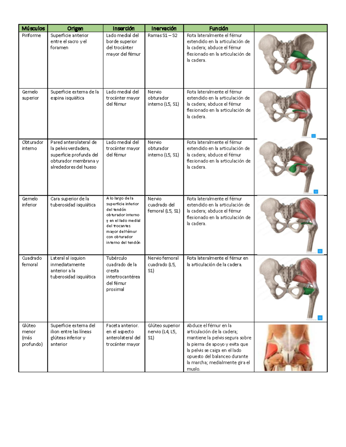 Músculos de la región glutea Músculos Origen Inserción Inervación