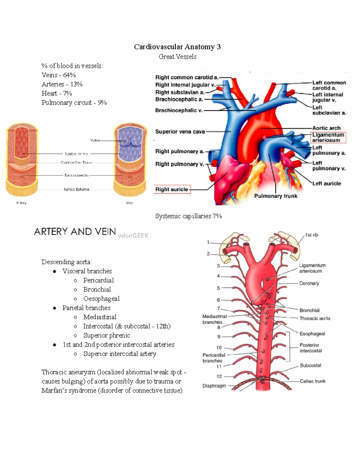 Cardiovascular Anatomy 3 - T IVC Right phrenic nerve T Oesophagus Vagi ...