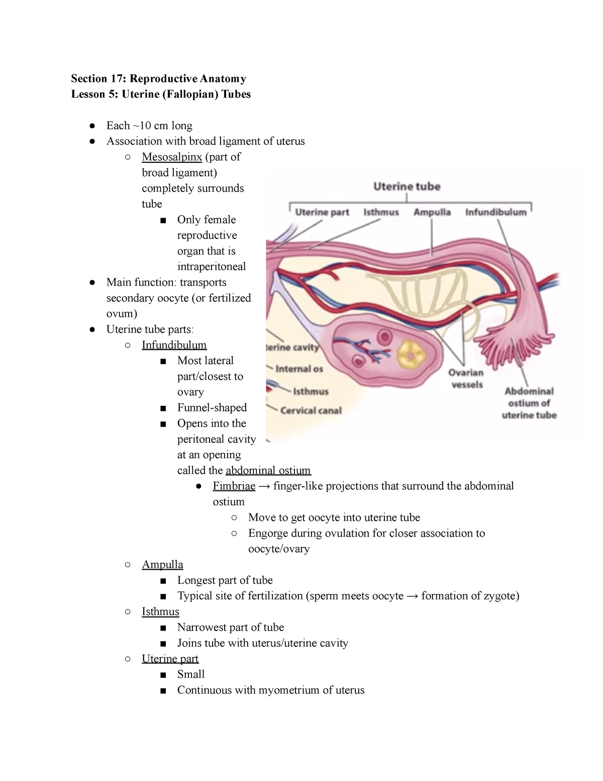 4 Uterine Fallopian Tubes Section 17 Reproductive Anatomy Lesson 5 Uterine Fallopian 2883