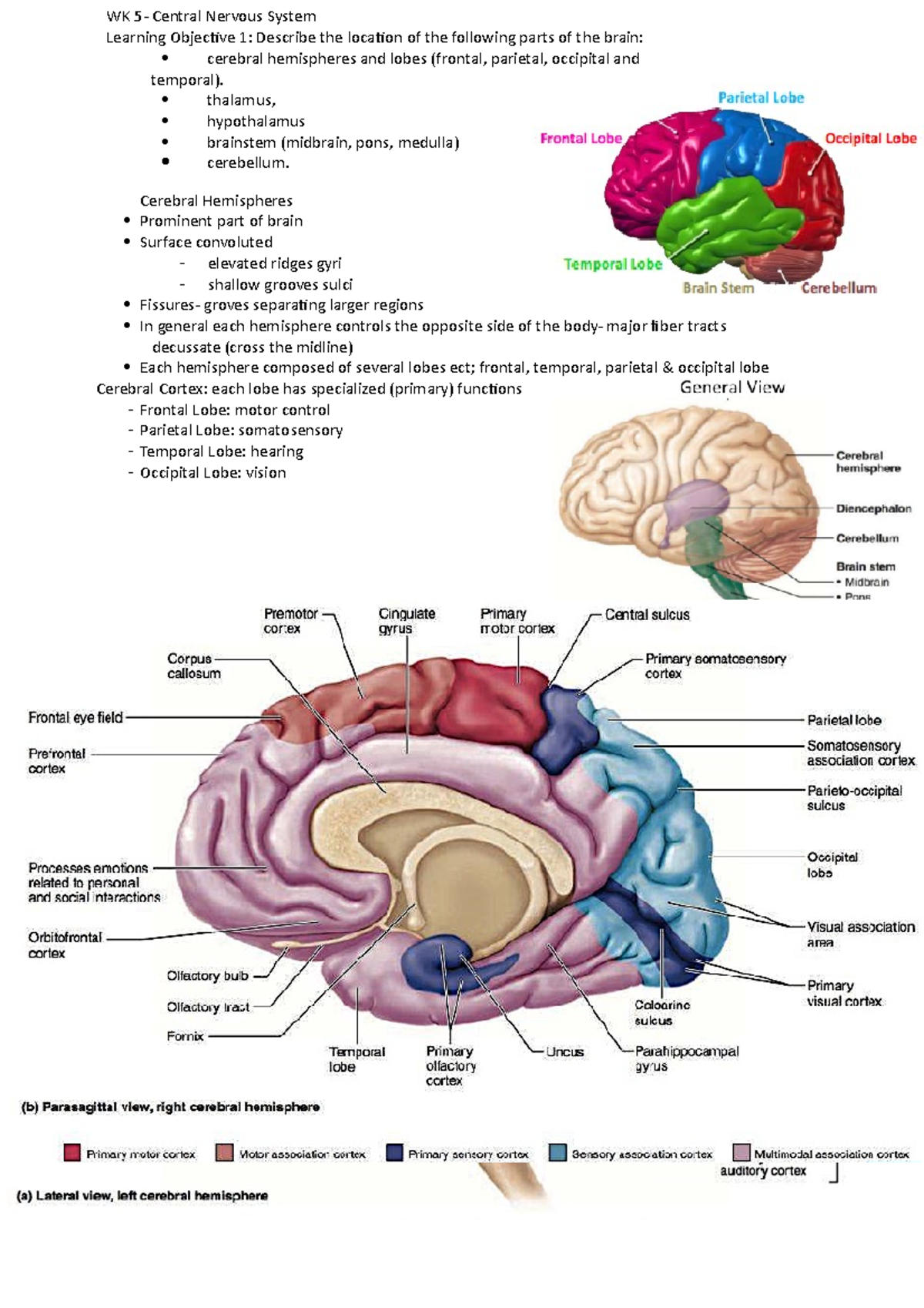 W5- CNS - CNS Notes - WK 5- Central Nervous System Learning Objective 1 ...