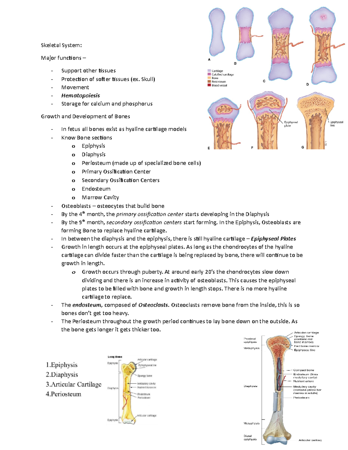 Human Structure and Function Exam3 Pt2 Notes - Skeletal System: Major ...