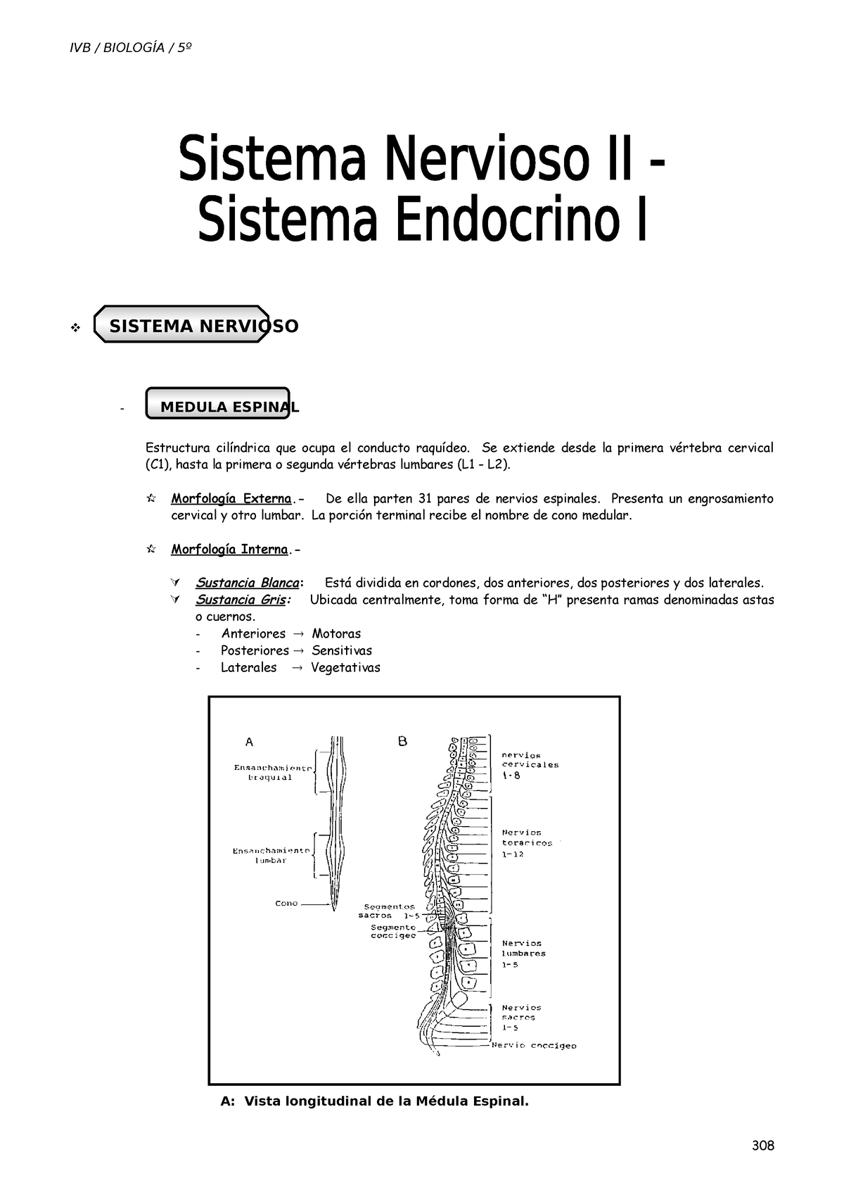 Iv Bim 5to Año Bio Guía 6 Sistema Nervioso Ii Endoc Sistema Nervioso Medula Espinal 3714