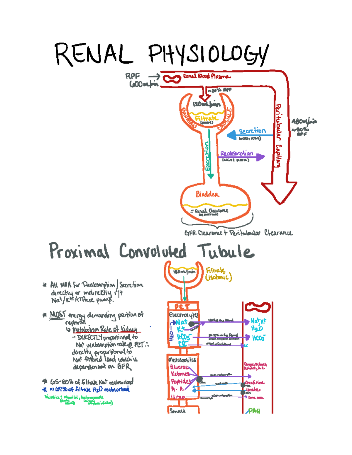 Nephron physiology - Becker Professional Education - RENAL PHYSIOLOGY ...