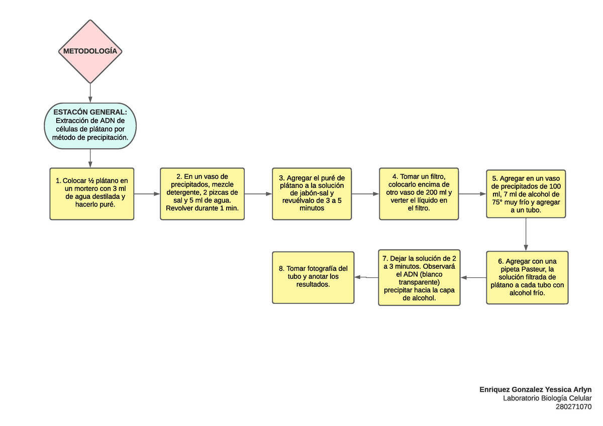 Diagrama De Flujo Práctica 13 MetodologÍa EstacÓn General Extracción De Adn De Células De 0459