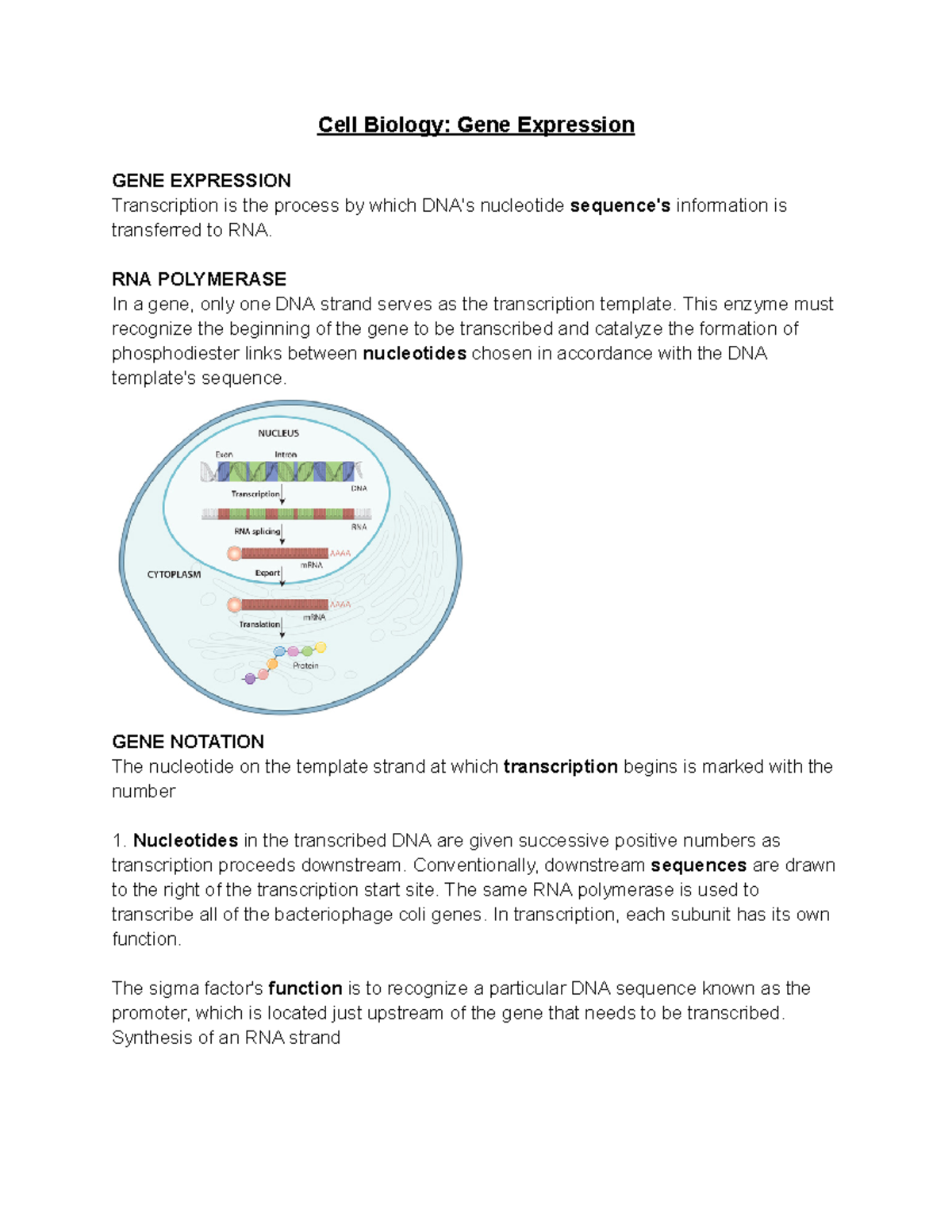 Beyond The Textbook: The Real Gene Expression Transcription Pogil Answer Key - 99n34zl
