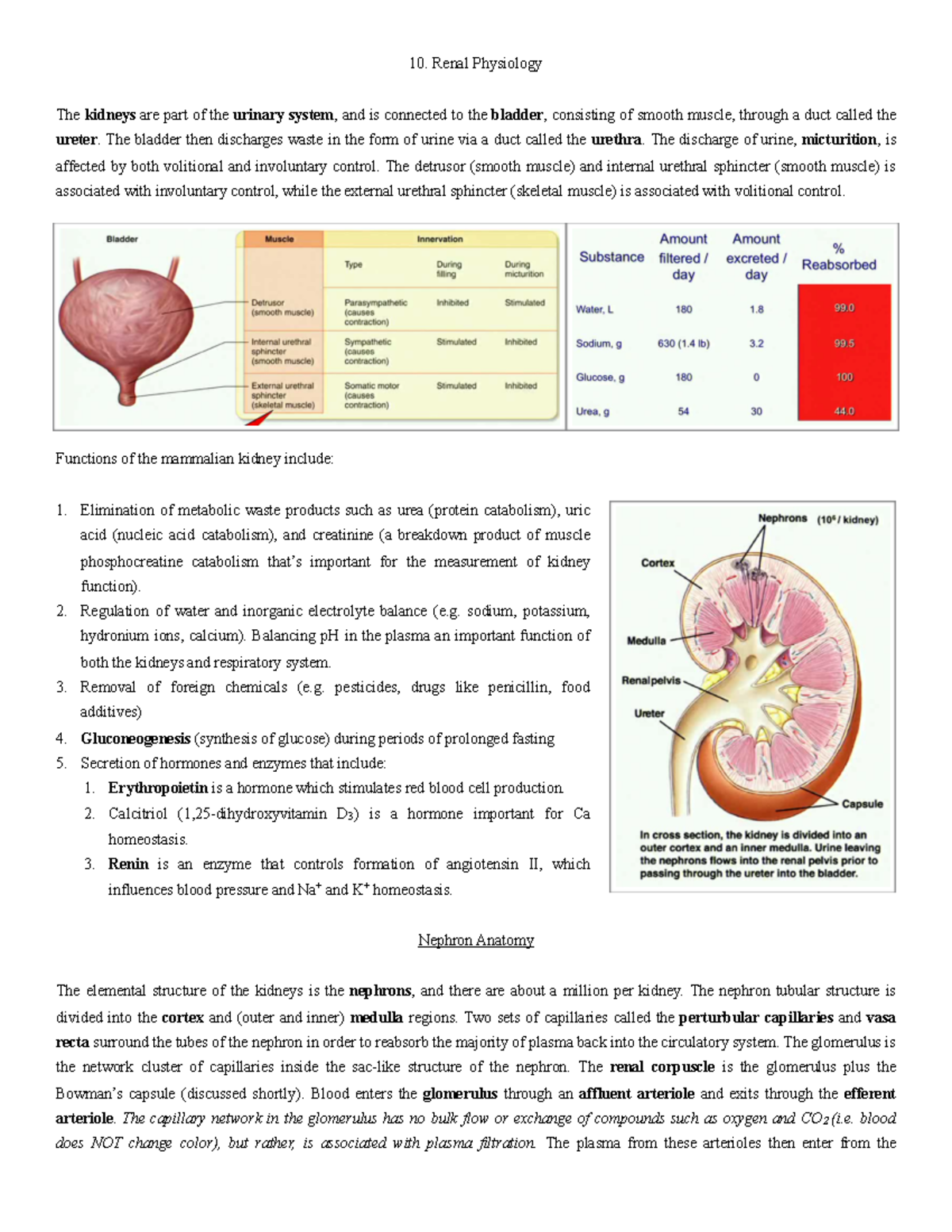 BIO 203 Renal Physiology Summary - Renal Physiology The kidneys are ...