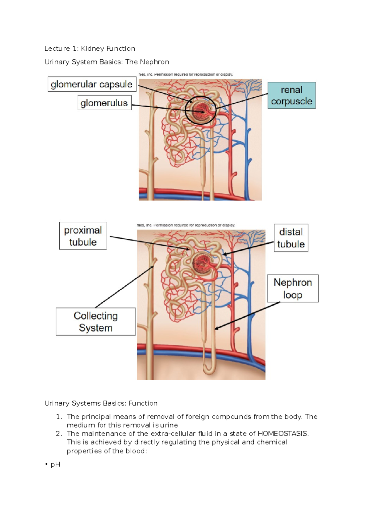 Lecutre notes - Lecture Note for Module 1 - Lecture 1: Kidney Function ...