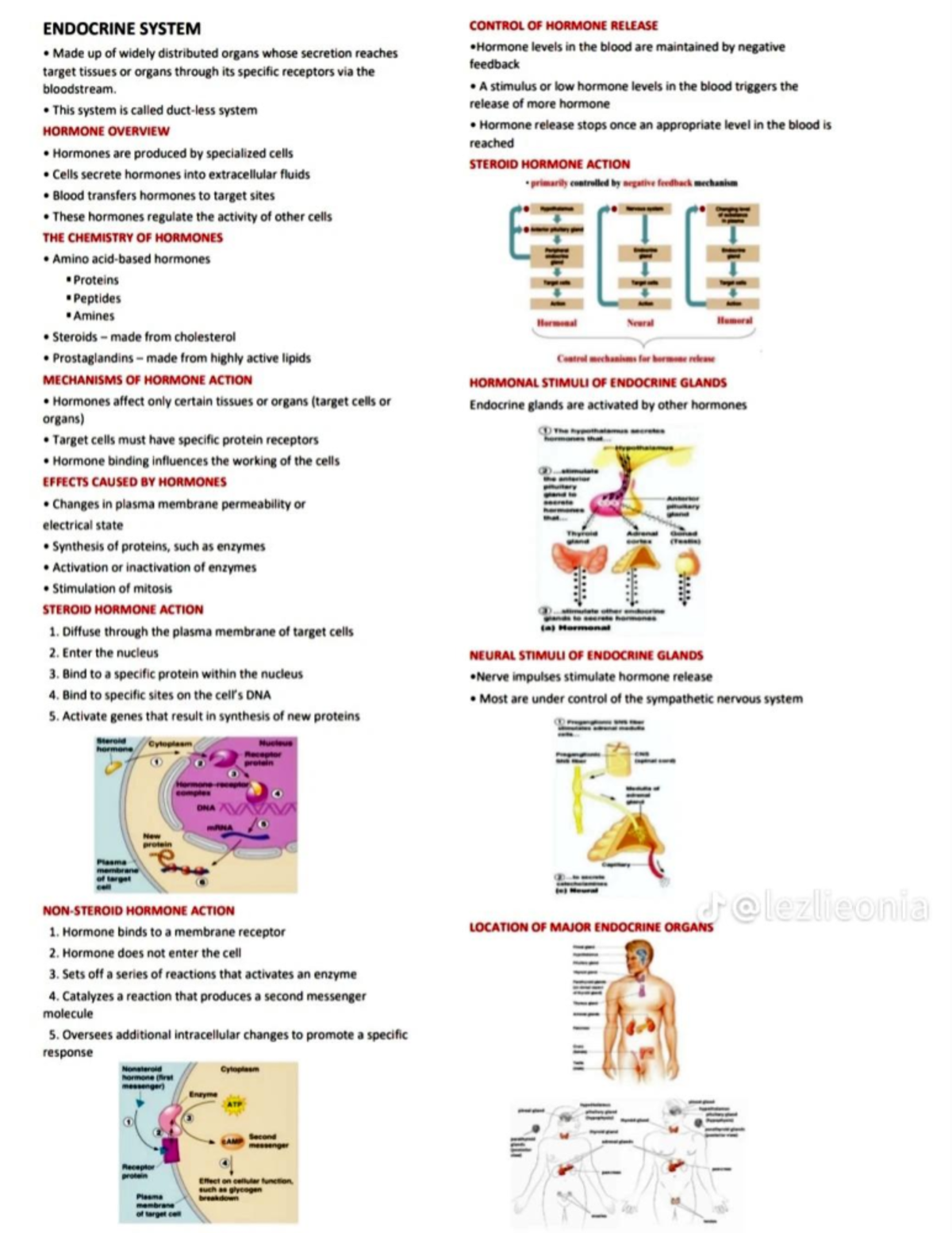 Endocrine-System-Reviewer - Theoretical Foundation in Nursing - Studocu