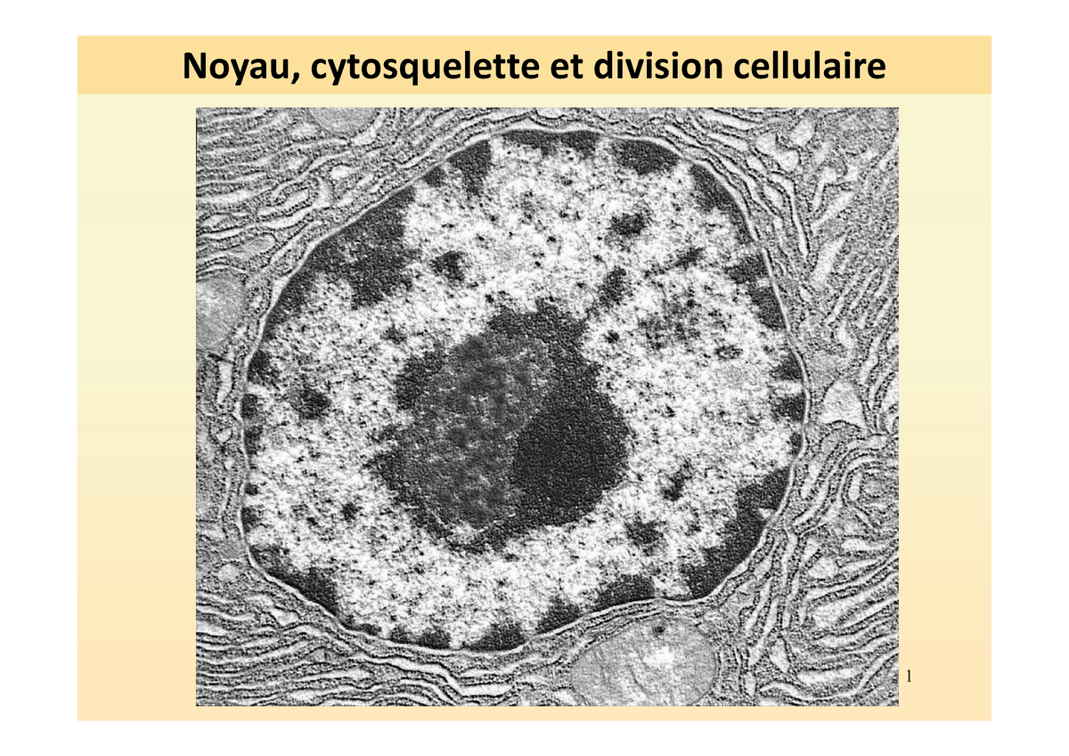 Cm Noyau Cytosq Et Division Cellulaire Hdumond 2020 1 Noyau