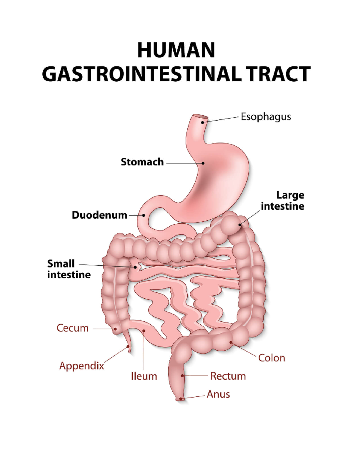Med Surg W1 Ch38-39 - covering chapters 38 and 39 of the brunner and ...