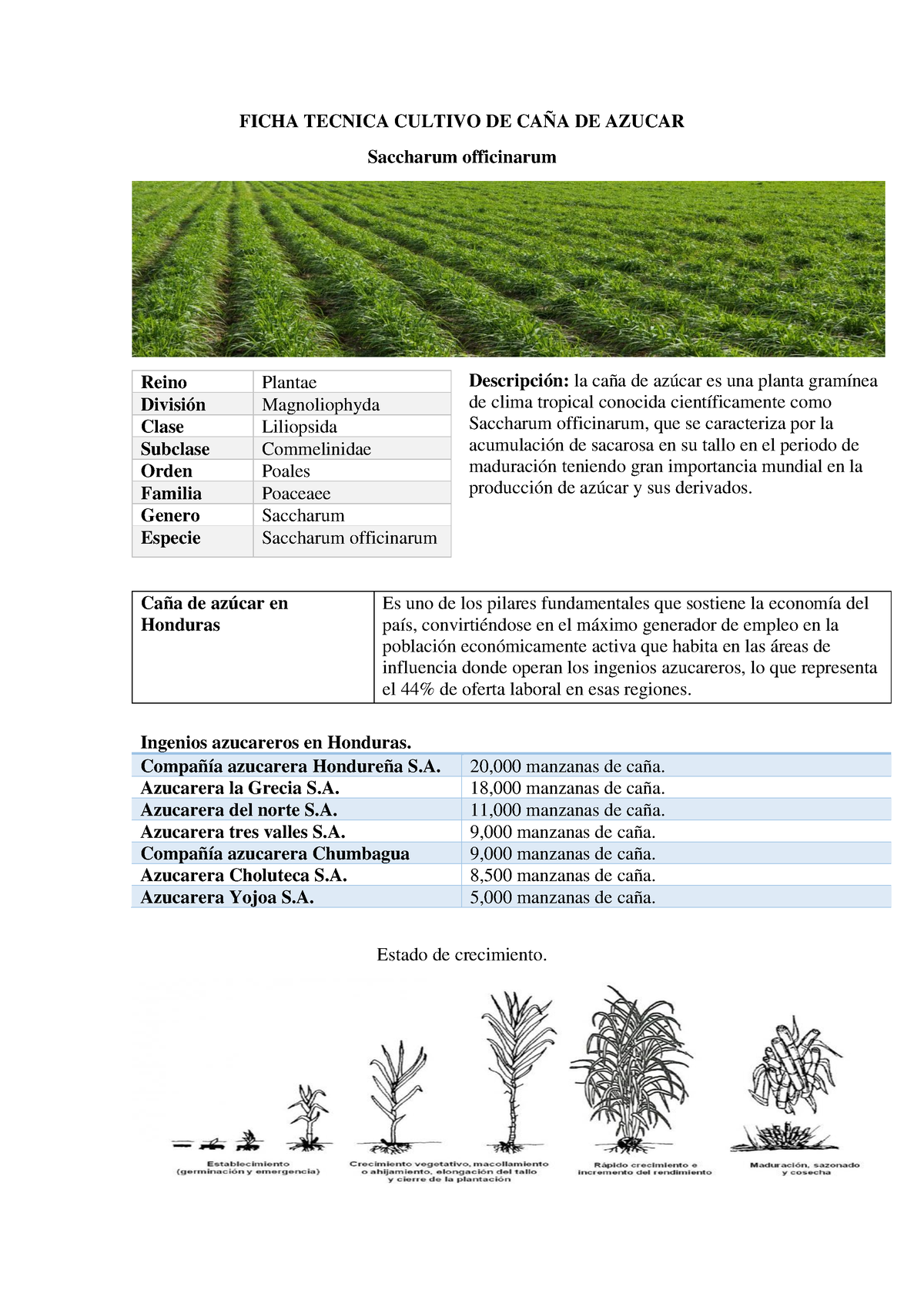 Ficha Tecnica Cultivo DE CAÑA DE Azucar - FICHA TECNICA CULTIVO DE CAÑA ...