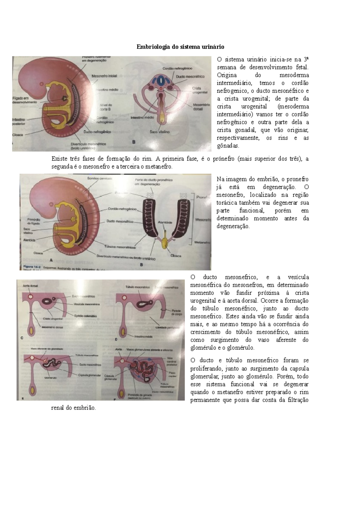 embriologia-do-sistema-urin-rio-embriologia-do-sistema-o-sistema-na