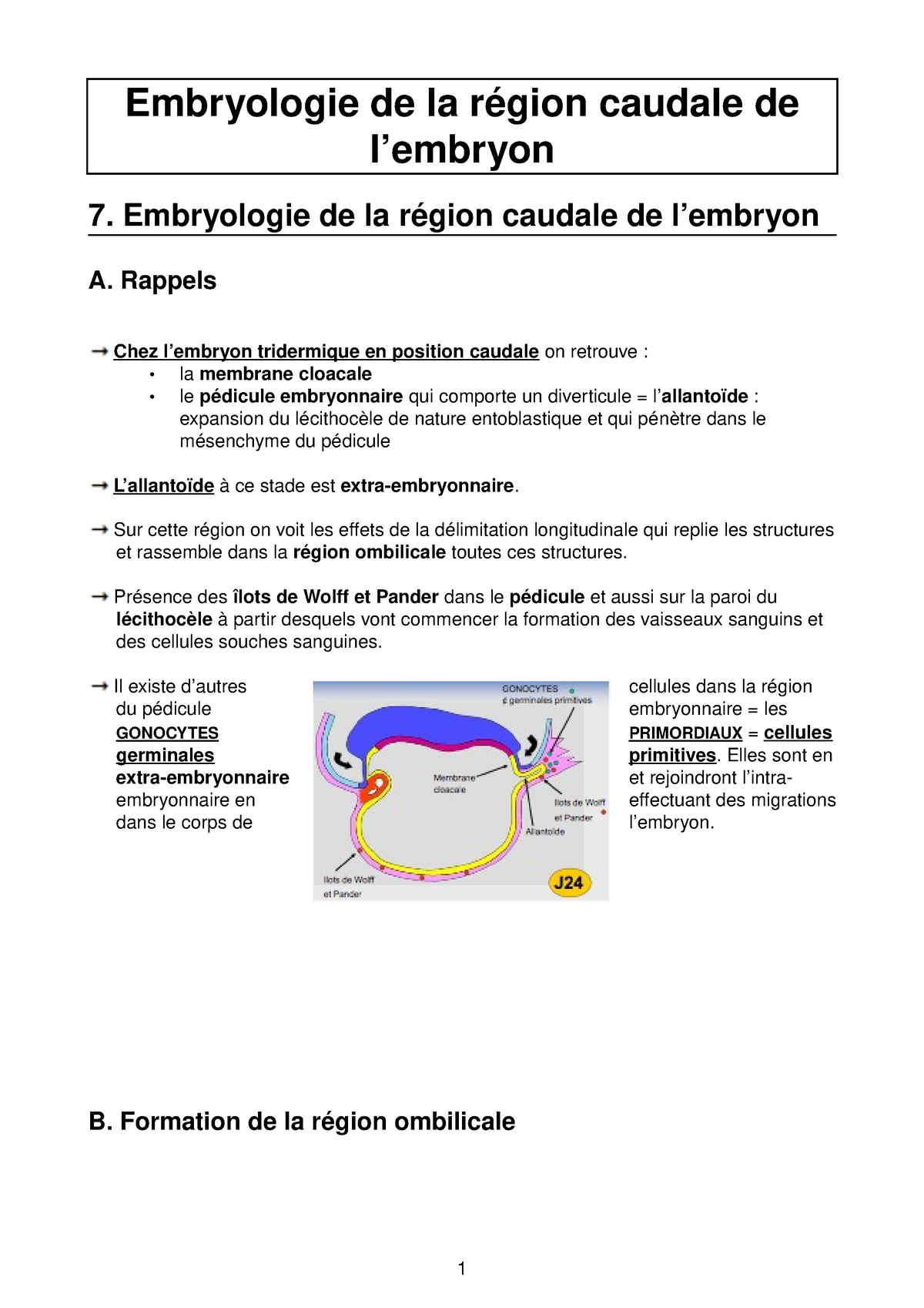 7 Embryo Region Caudale Embryologie De La Gion Caudale De Embryon Embryologie Studocu