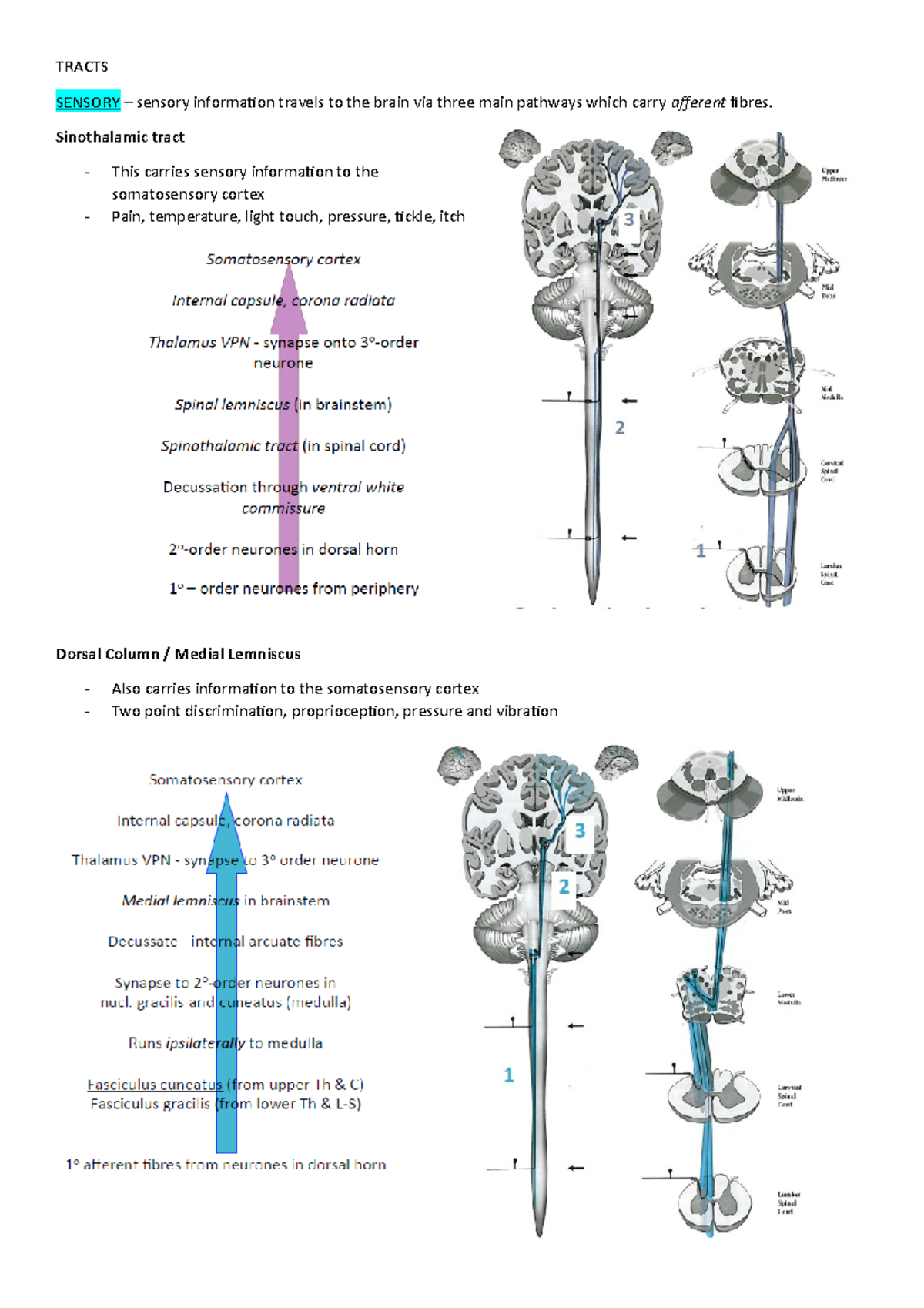 Summary - neuroanatomy tracts - TRACTS SENSORY – sensory information ...