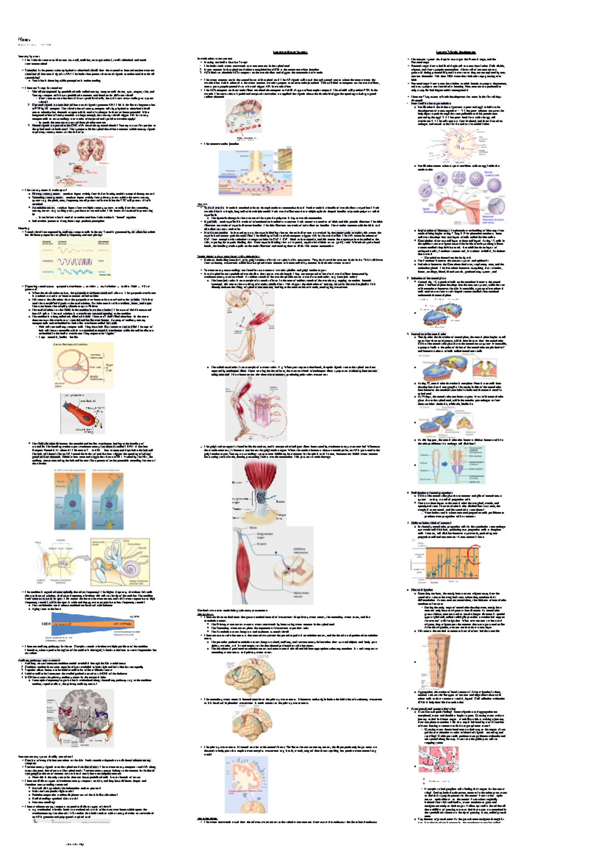 290 - term 2 notes - Sensory System: The 5 classic sense are vision ...