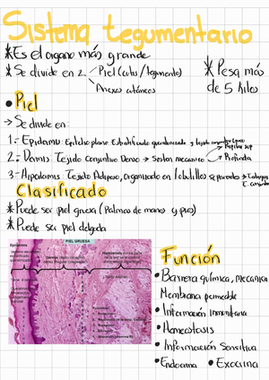 Notas Histologia - Histología Médica - Studocu