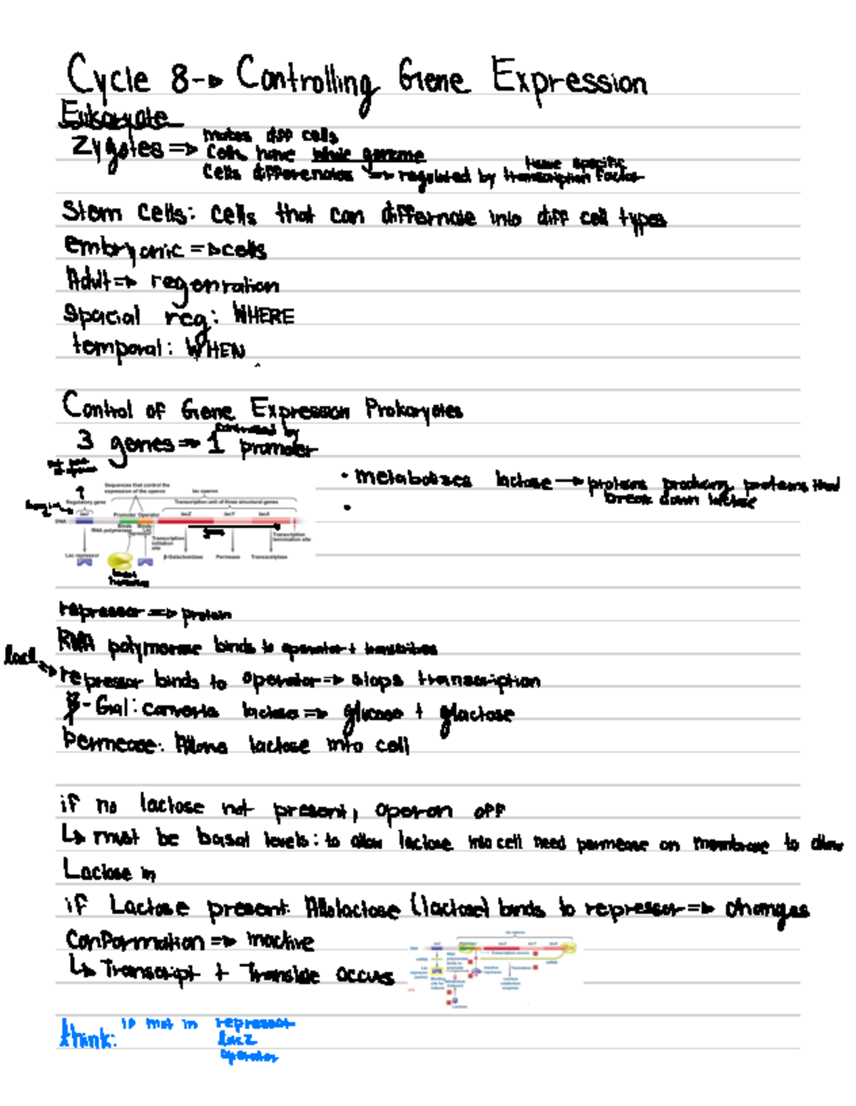 Bio Cycle 8 Notes - Cycle 8 Controlling Gene Expression makes diff ...