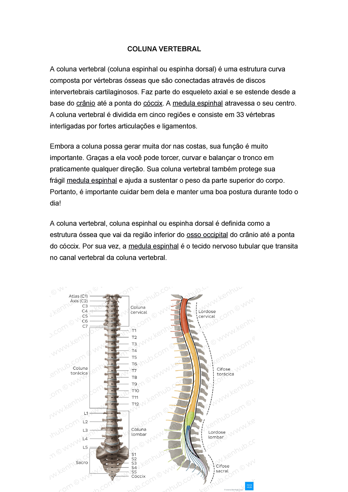 Coluna vertebral humana com espinha dorsal e esqueleto da coluna