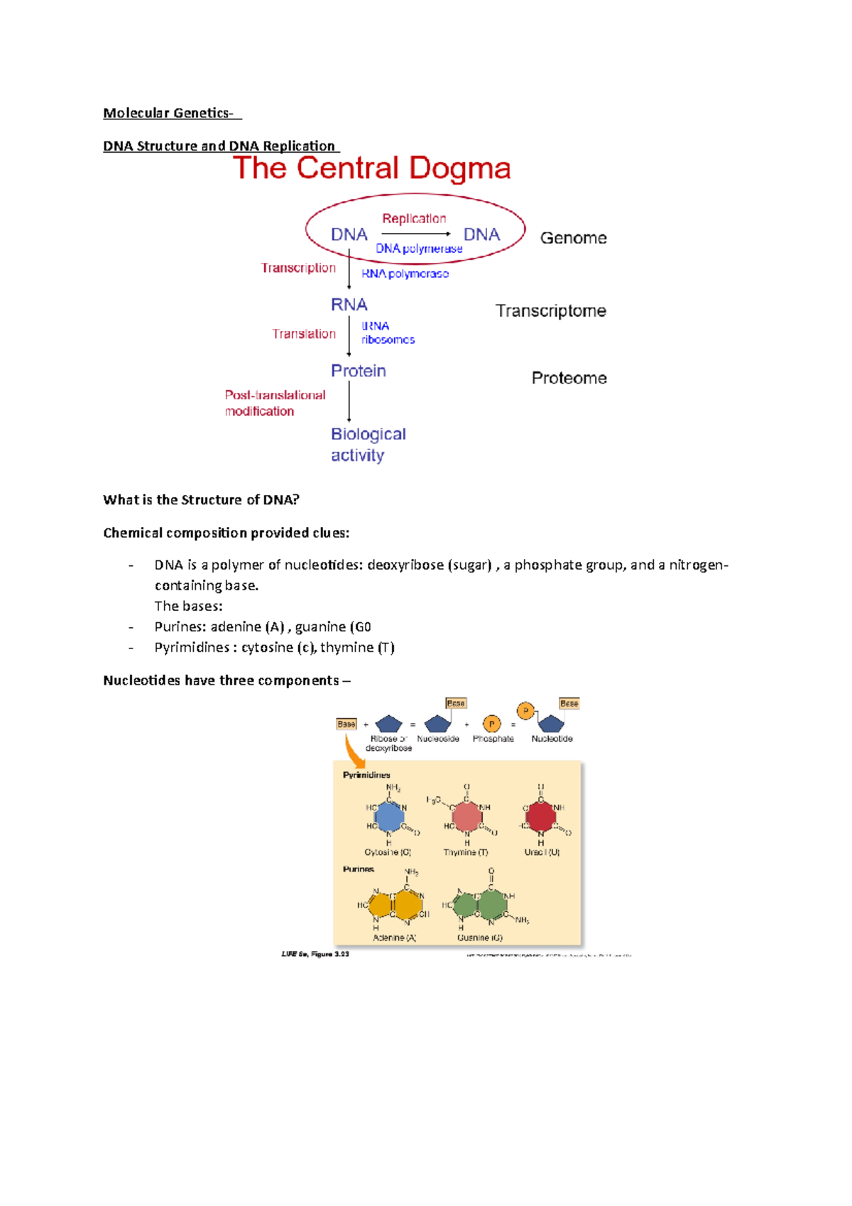 Molecular Genetics 2 - Lecture notes 3-6 - Molecular Genetics- DNA ...