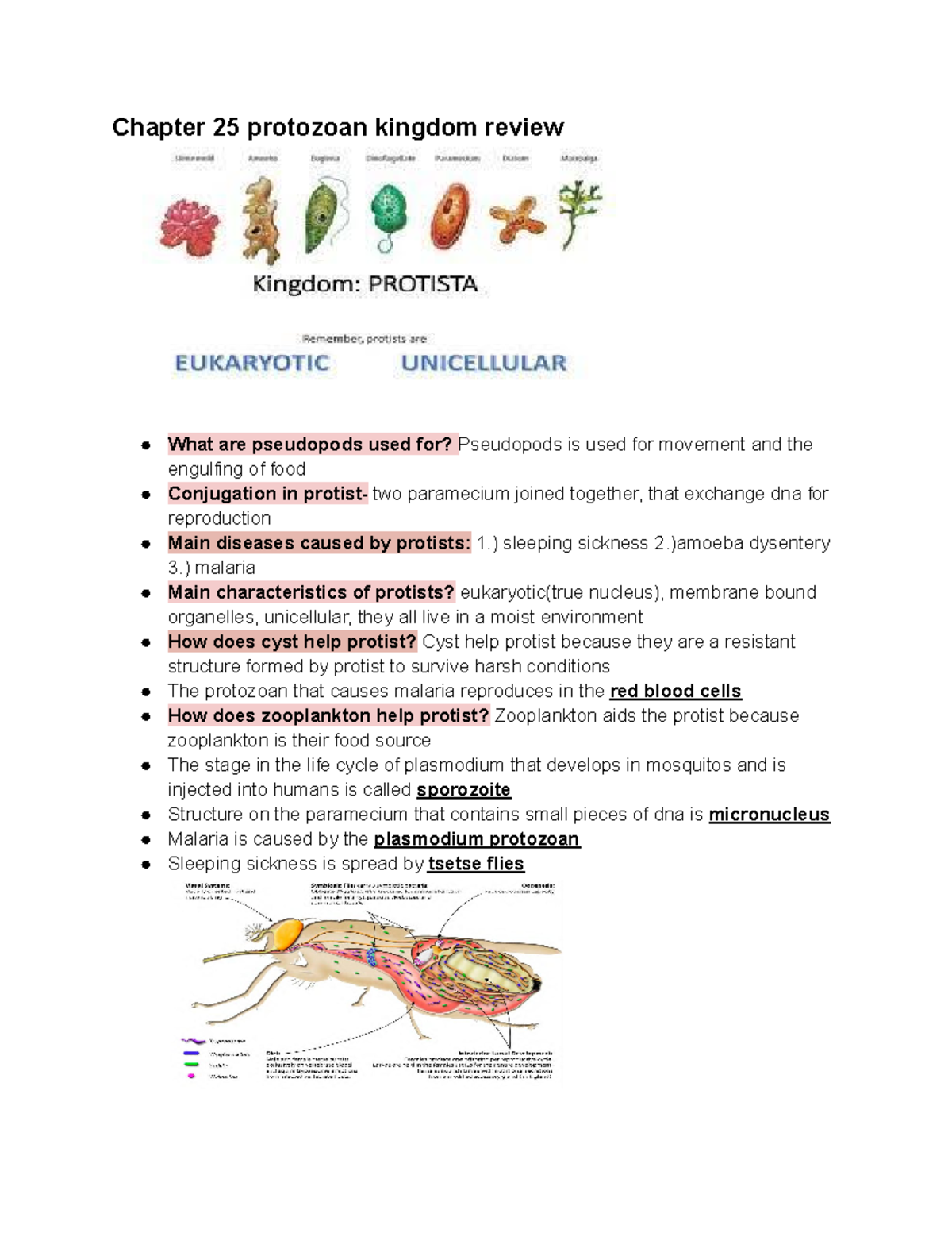 Untitled Document These Class Notes Are About Protists And How Most Protists Live In Water 8039